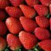 Mahabaleshwar Strawberry