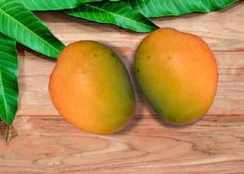 Malda Khirsapati (Himsagar) Mango