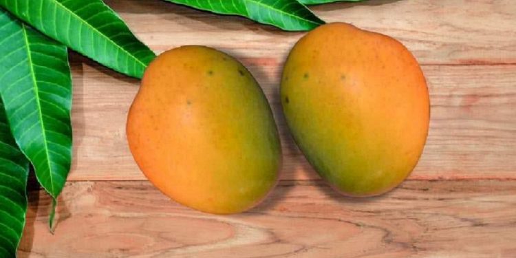 Malda Khirsapati (Himsagar) Mango