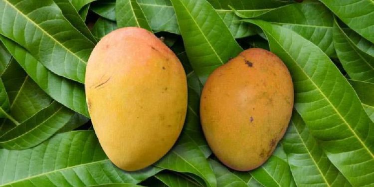 Malda Laxman Bhog Mango