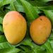 Malda Laxman Bhog Mango