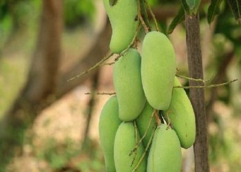 Mango Malihabadi Dusseheri