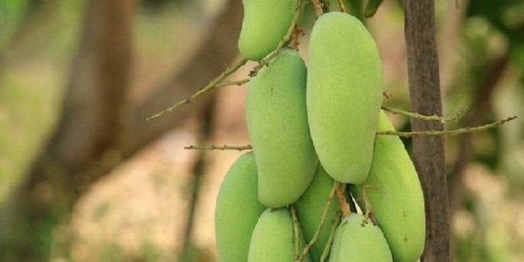 Mango Malihabadi Dusseheri