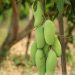 Mango Malihabadi Dusseheri