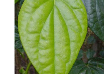 Mysore Betel Leaf