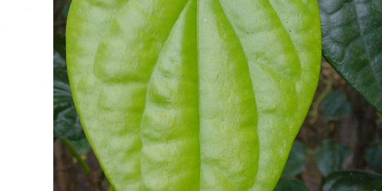 Mysore Betel Leaf