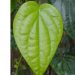 Mysore Betel Leaf
