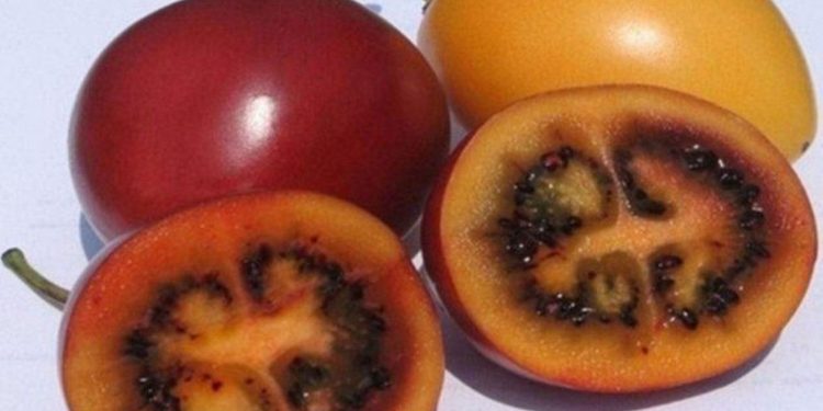 Naga Tree Tomato