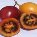 Naga Tree Tomato