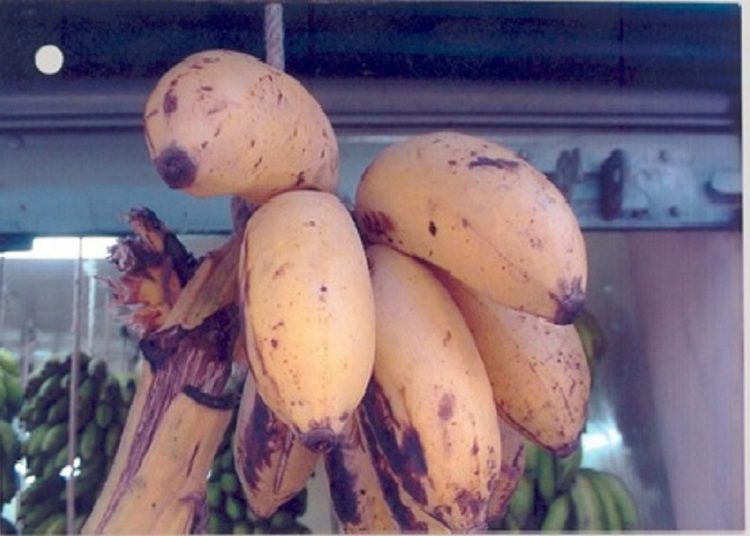Nanjanagud Banana