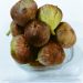Purandar Fig