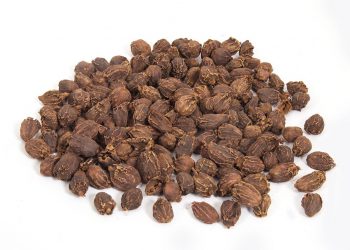 Sikkim Large Cardamom