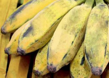 Sirumalai Hill Banana