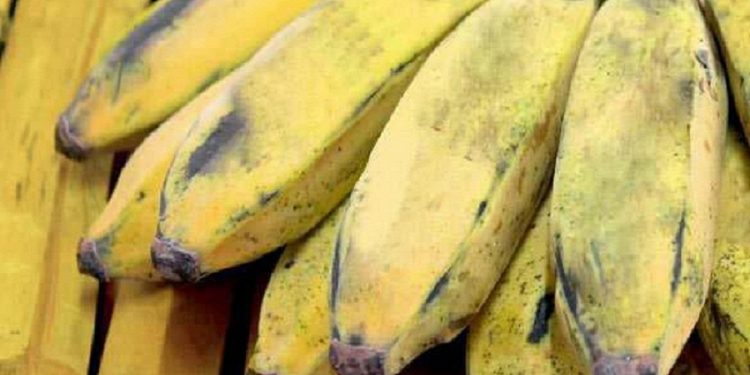 Sirumalai Hill Banana