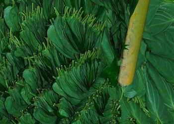 Tirur Betel Leaf (Tirur Vettila)