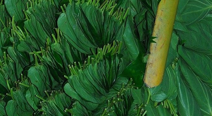 Tirur Betel Leaf (Tirur Vettila)