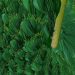 Tirur Betel Leaf (Tirur Vettila)