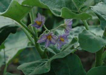 Udupi Mattu Gulla Brinjal