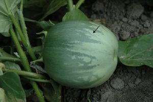 Udupi Mattu Gulla Brinjal