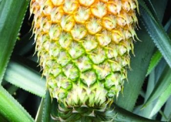 Vazhakulam Pineapple