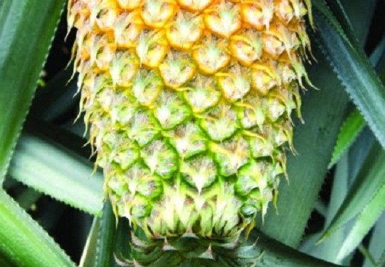 Vazhakulam Pineapple