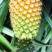 Vazhakulam Pineapple