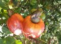 Vengurla Cashew