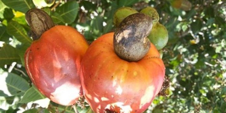 Vengurla Cashew