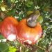 Vengurla Cashew