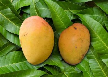Laxman Bhog Mango