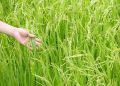Tulaipanji Rice