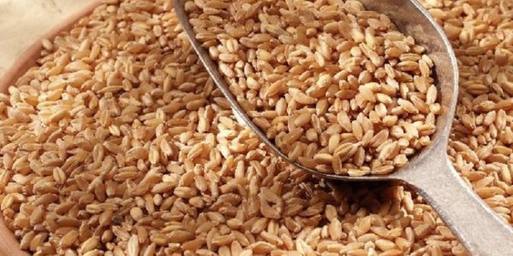 Bhalia Wheat